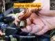 Engine Sludge - Causes and Prevention Tips